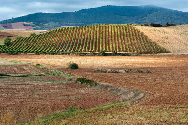 Viñedos Con Cordillera Demanda Como Telón Fondo Rioja España — Foto de Stock