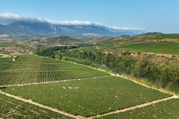 Vinhedos Com Cordilheira Cantábria Como Fundo Rioja Espanha — Fotografia de Stock