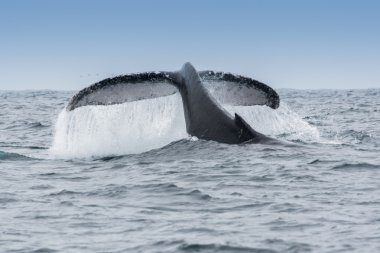 Puerto Lopez, Ekvador 'daki Kambur Balina