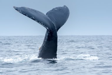Puerto Lopez, Ekvador 'daki Kambur Balina