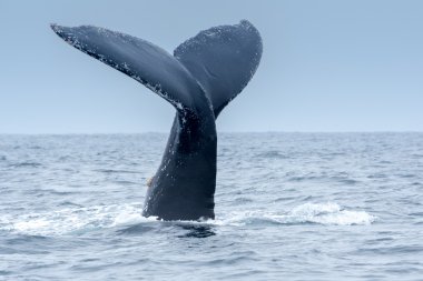 Humpback Whale in Puerto Lopez, Ecuador