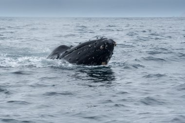 Puerto Lopez, Ekvador 'daki Kambur Balina