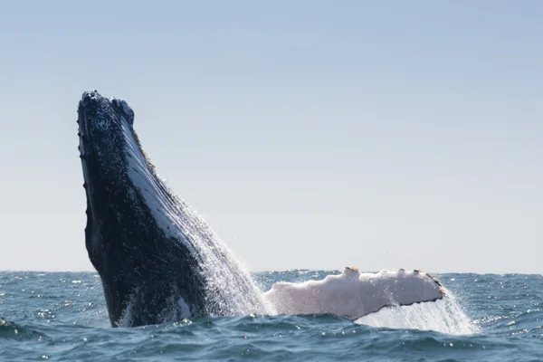 Humpback Whale in Puerto Lopez, Ecuador — Stock Photo, Image