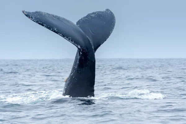 プエルト・ロペス,エクアドルのザトウクジラ — ストック写真