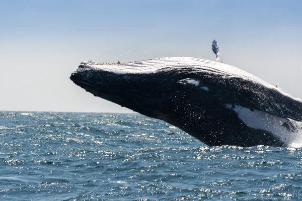 プエルト・ロペス,エクアドルのザトウクジラ — ストック写真