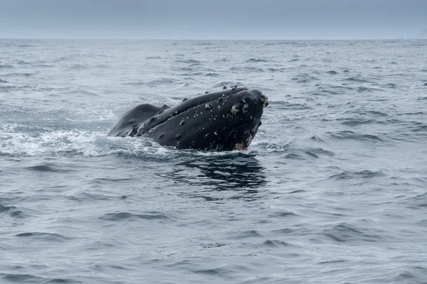 Горбатий кит у Пуерто - Лопес (Еквадор). — стокове фото