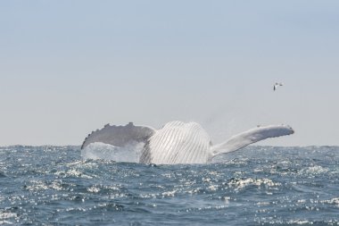 Kambur balina Puerto Lopez, Ekvador'da atlama