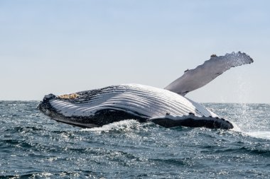 Kambur balina Puerto Lopez, Ekvador'da atlama