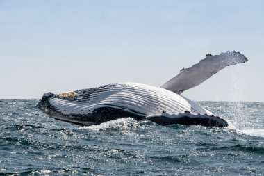 Humpback Whale jumping in Puerto Lopez, Ecuador clipart