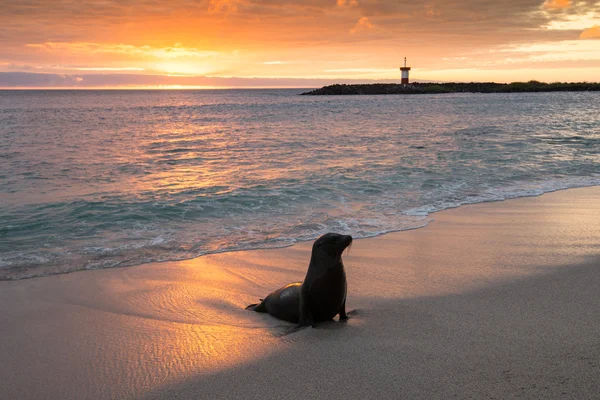 A Punta Carola, Galapagos szigetek baba medvefóka — Stock Fotó