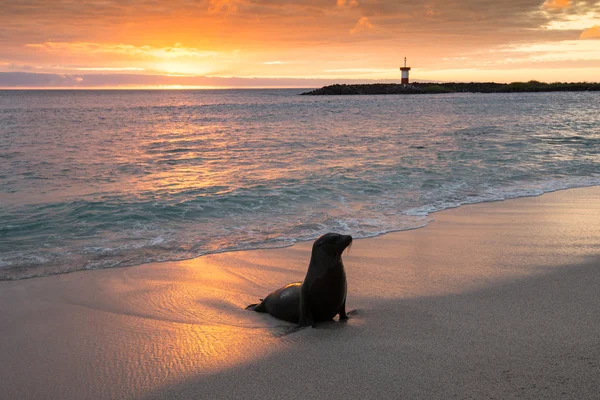 Sello de piel de bebé en Punta Carola, Islas Galápagos — Foto de Stock