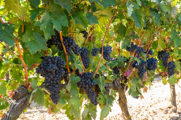 Trauben in einem Weinberg, la rioja (Spanien)) — Stockfoto