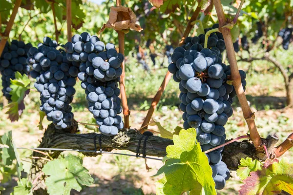 Uvas em vinha, La Rioja (Espanha ) — Fotografia de Stock