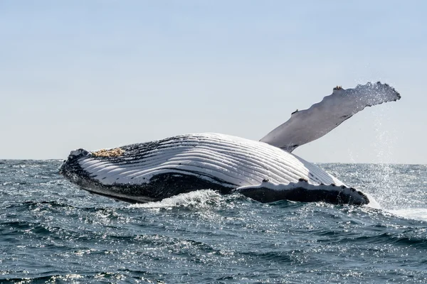 Καμπούρης φάλαινα άλμα στο Πουέρτο Lopez, Εκουαδόρ Εικόνα Αρχείου