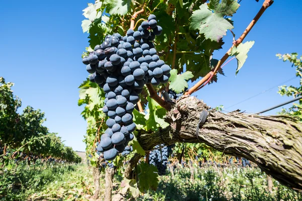 Trauben in einem Weinberg, la rioja (Spanien)) — Stockfoto