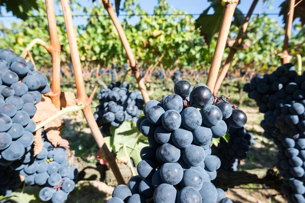 Hrozny na vinici, la rioja (Španělsko) — Stock fotografie