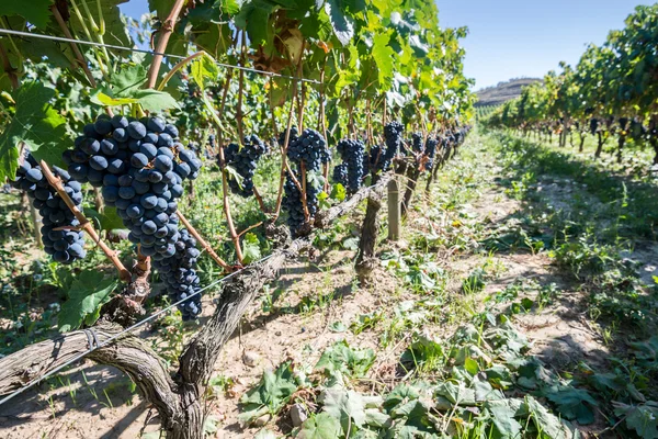 Uvas en un viñedo, La Rioja (España) ) — Foto de Stock