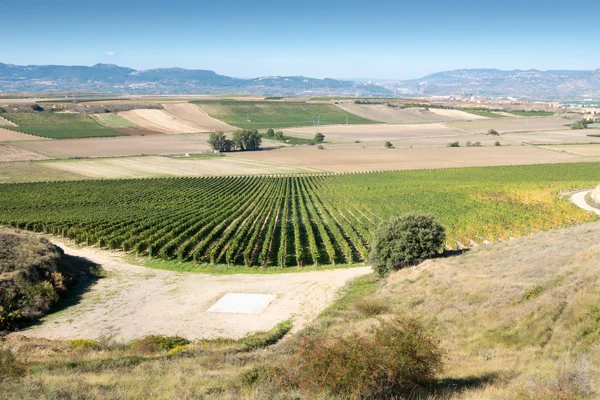 Paysage avec vignoble à Autumn, La Rioja (Espagne) ) — Photo