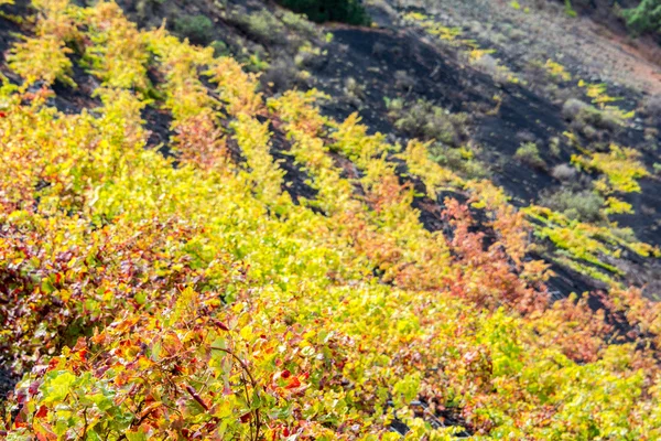 Vigneti di Fuencaliente in autunno, La Palma (Spagna) ) — Foto Stock