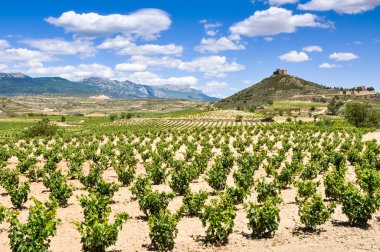 La Rioja (İspanya, üzüm bağları)