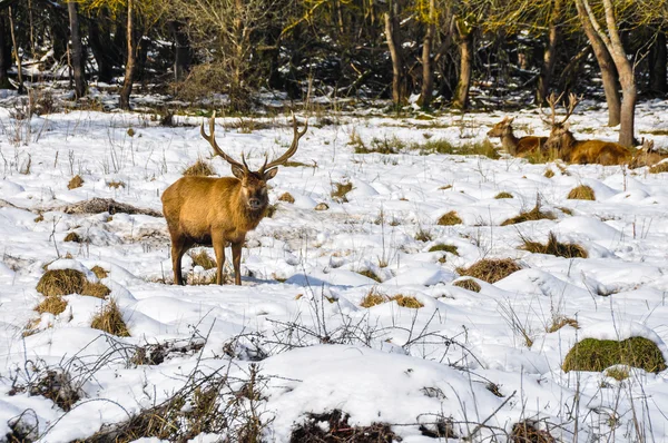 Rotwild im Salburua-Park, Vitoria (Spanien)) — Stockfoto