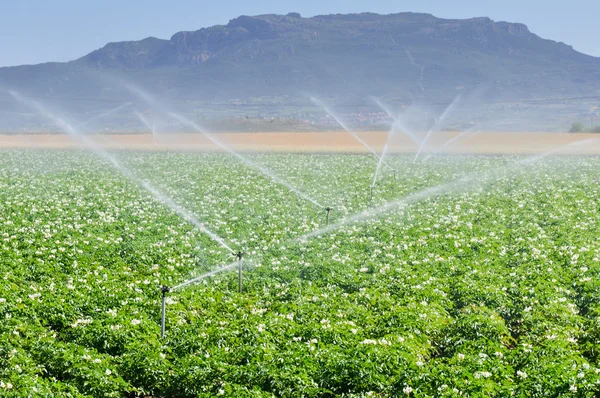 Irrigatori per irrigazione in un campo agricolo (Spagna ) — Foto Stock