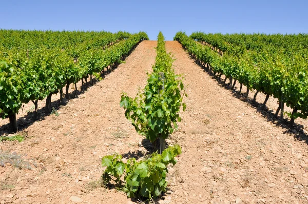 Winnica w La Rioja (Hiszpania) — Zdjęcie stockowe