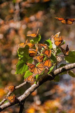 Monarch kelebek biyosfer rezervi, michoacan (Meksika)