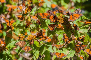 Monarch kelebek biyosfer rezervi, michoacan (Meksika)