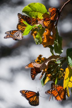 Monarch kelebek biyosfer rezervi, michoacan (Meksika)