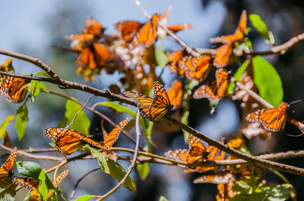 Reserva de la Biosfera Mariposa Monarca, Michoacán (México ) — Foto de Stock