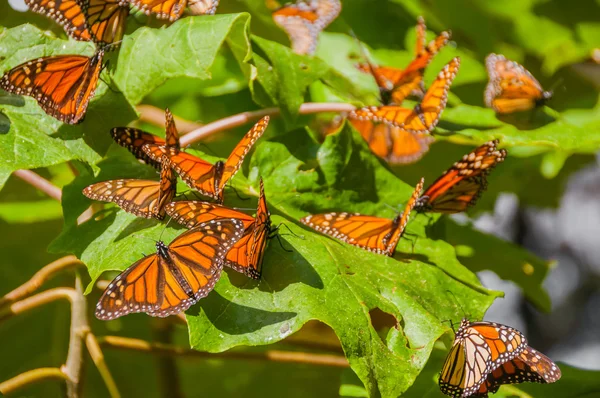 Monarch kelebek biyosfer rezervi, michoacan (Meksika)