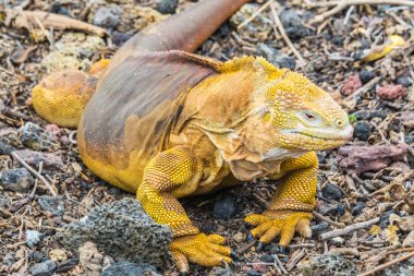 Galapagos arazi iguana, Charles Darwin araştırma istasyonu (Ekvador)