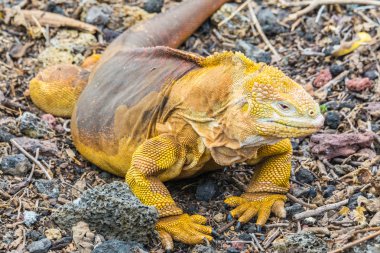 Galapagos land iguana, Charles Darwin Research Station (Ecuador) clipart
