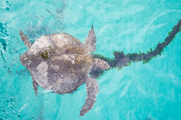 Marine turtle, Isabela island, Galapagos (Ecuador) — Stock Photo, Image