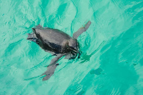Galápagosi pingvin úszni, Isabela sziget (Ecuador) — Stock Fotó