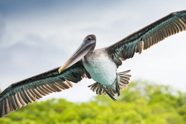 Коричневый пеликан в полете, Галапагосские острова Лицензионные Стоковые Фото