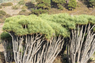 Buracas La Palma, Canary Islands Ejder ağacı