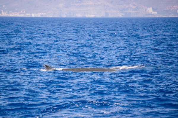 Φάλαινα πλέουν στα Κανάρια νησιά, Ισπανία — Φωτογραφία Αρχείου