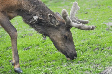 Otlatma, Alaska elk