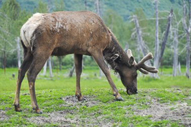 Otlatma, Alaska elk