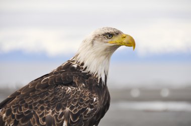 Kel kartal, alaska closeup portresi