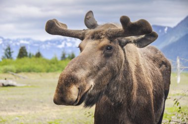 Moose in Alaska (USA) clipart
