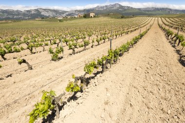 Arka plan, Rioja Alavesa (İspanya olarak Paganos ile bağ)