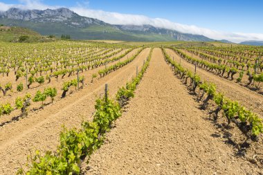 rioja alavesa, Bask Ülkesi (İspanya mahzeninde)