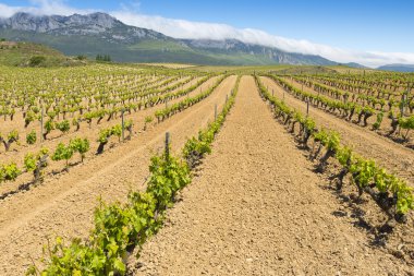 Vineyard at Rioja Alavesa, Basque Country (Spain) clipart