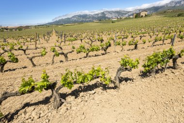 Vineyard with Paganos as background, Rioja Alavesa (Spain) clipart