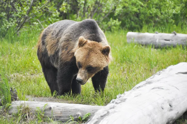 Urso-pardo, Alasca — Fotografia de Stock