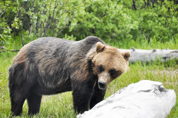 Urso-pardo, Alasca — Fotografia de Stock