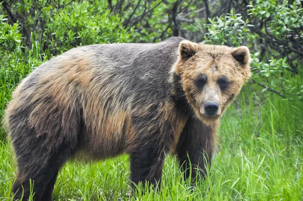 Grizzlybär, Alaska — Stockfoto